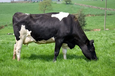 Free Stock Photo: A black and white cow in a field