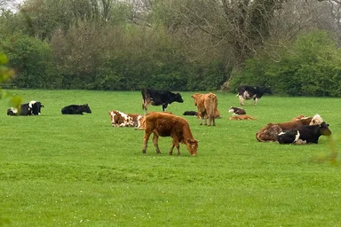 Free Stock Photo: Cows in a field