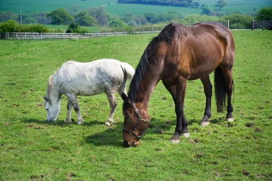 Free Stock Photo: Horses in a field