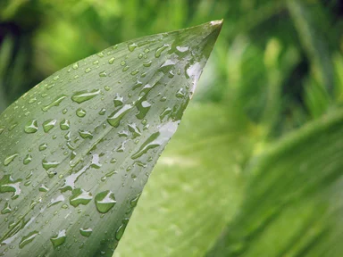Free Stock Photo: Close-up of a large green leaf with rain drops