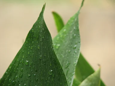 Free Stock Photo: Close-up of a large green leaf with rain drops