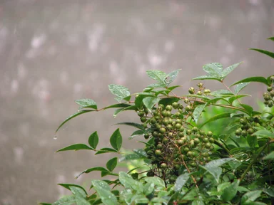 Free Stock Photo: Green leaves in the rain