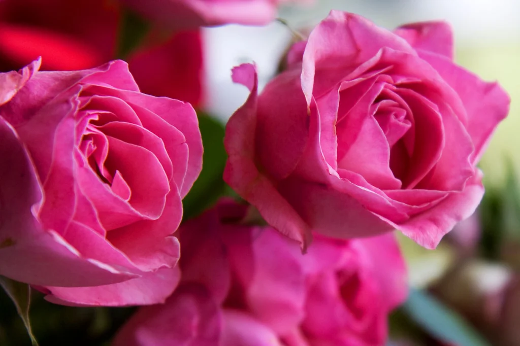 A bouquet of pink roses : Free Stock Photo