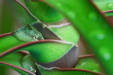 Free Stock Photo: Water drops on leaves