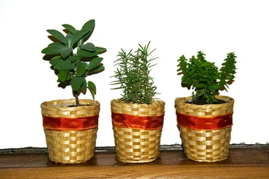 Free Stock Photo: Herbs growing in pots