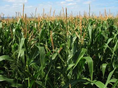 Free Stock Photo: Tall corn growing in a field