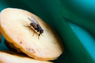 Free Stock Photo: A fly sitting on a cake