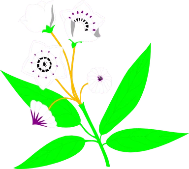 Free Stock Photo: Illustration of white mountain laurel flowers