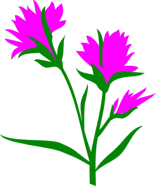 Free Stock Photo: Illustration of purple Indian Paintbrush flowers