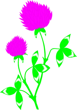 Free Stock Photo: Illustration of a red clover flower