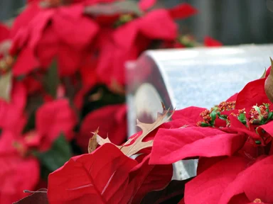 Free Stock Photo: Red flowers by a tombstone