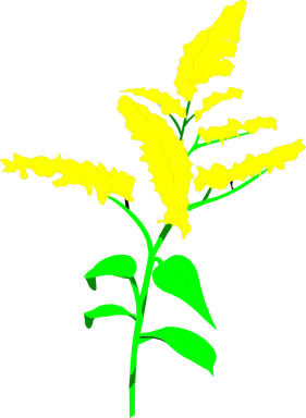 Free Stock Photo: Illustration of yellow goldenrod flowers
