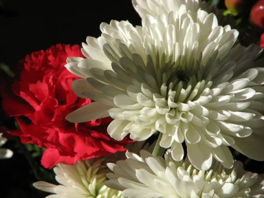 Free Stock Photo: Closeup of red and white flowers