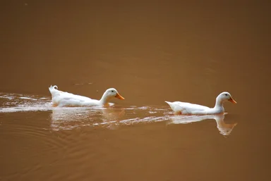 Free Stock Photo: Two white ducks swimming in a muddy lake