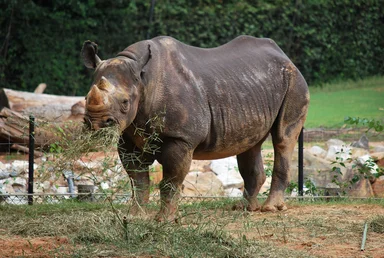Free Stock Photo: A large rhinoceros