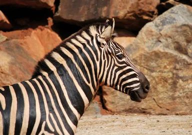 Free Stock Photo: Close-up of a zebra