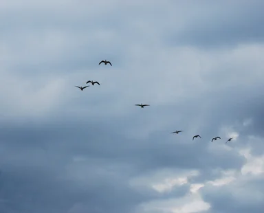 Free Stock Photo: A flock of geese flying in the sky