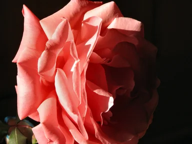Free Stock Photo: Closeup of a pink camellia in the shadows