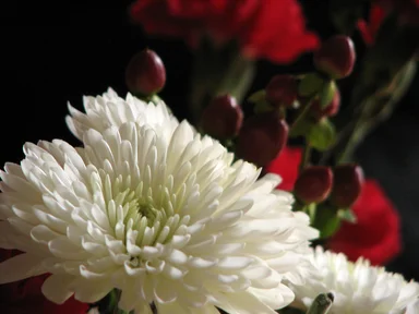 Free Stock Photo: Closeup of red and white flowers