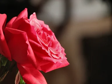 Free Stock Photo: Closeup of a pink rose