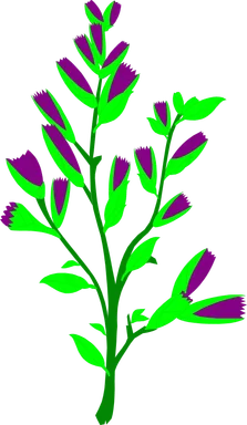 Free Stock Photo: Illustration of a sagebrush plant