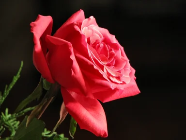 Free Stock Photo: Closeup of a pink rose