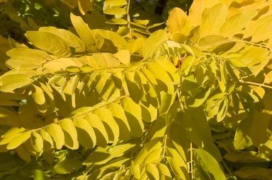 Free Stock Photo: Close-up of yellow leaves