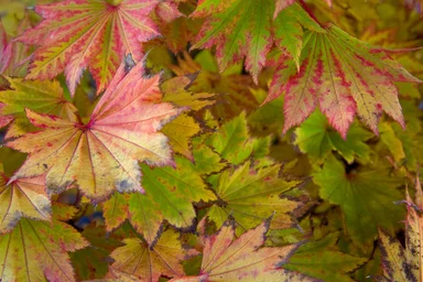 Free Stock Photo: Colorful autumn leaves