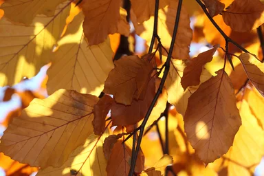 Free Stock Photo: Red, orange and yellow autumn leaves on a tree