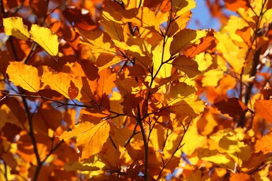 Free Stock Photo: Colorful autumn leaves on trees