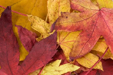 Free Stock Photo: Red and yellow autumn leaves