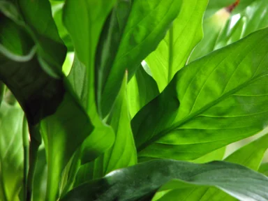 Free Stock Photo: Closeup of green leaves