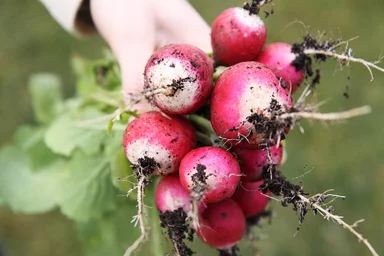 Free Stock Photo: A bunch of freshly picked radish