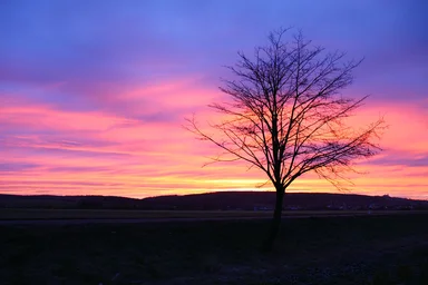 Free Stock Photo: Morning sun with a tree in the foreground