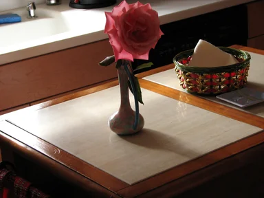 Free Stock Photo: A single pink camellia in window light