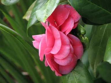 Free Stock Photo: Closeup of a pink camellia flower with water drops