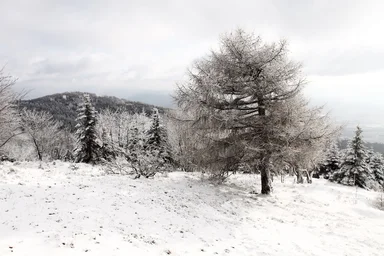 Free Stock Photo: A tree in a winter landscape