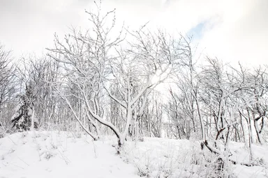 Free Stock Photo: Snow covered trees in winter