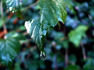 Free Stock Photo: A drop of rain on a leaf