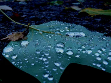 Free Stock Photo: Drops of rain on a leaf