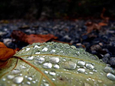 Free Stock Photo: Drops of rain on a leaf