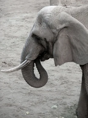 Free Stock Photo: Close-up of an elephant in black and white