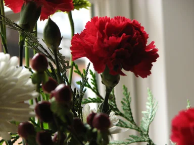 Free Stock Photo: Closeup of white and red flowers