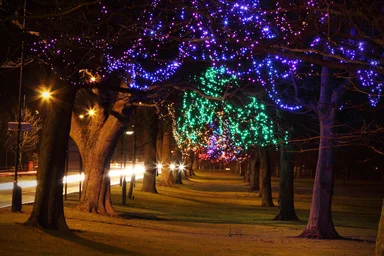 Free Stock Photo: Trees decorated at night with Christmas lights