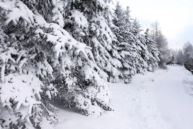 Free Stock Photo: Snow covered trees