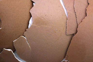Free Stock Photo: Broken egg shells