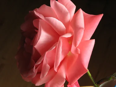 Free Stock Photo: Closeup of a pink camellia