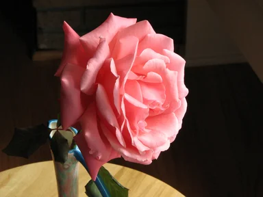 Free Stock Photo: Closeup of a large pink camellia by a window