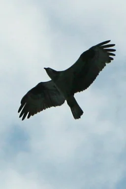 Free Stock Photo: Close-up of an osprey flying in a blue sky