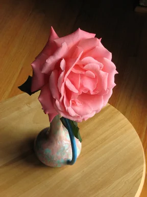 Free Stock Photo: Closeup of a pink camellia by a window